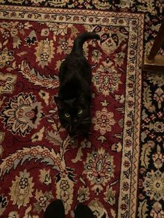 a black cat standing on top of a rug