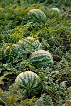 several watermelons are growing in the grass