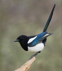 a black and white bird sitting on top of a piece of wood