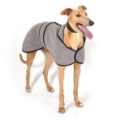 a brown dog wearing a gray shirt with his tongue out