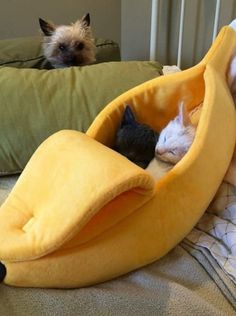 two cats sleeping in a banana shaped bed