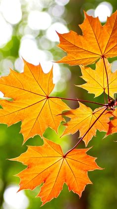 two orange maple leaves are hanging from a branch in front of some green and white trees