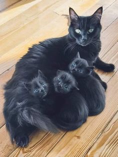 a black cat laying on top of two small kittens in the middle of a wooden floor