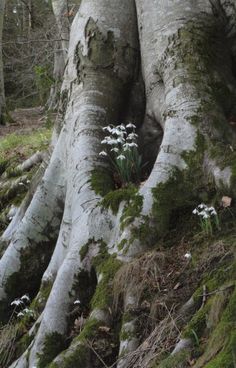 the base of a large tree with moss growing on it