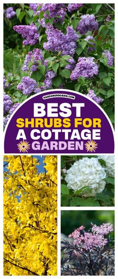 Best Shrubs For A Cottage Garden