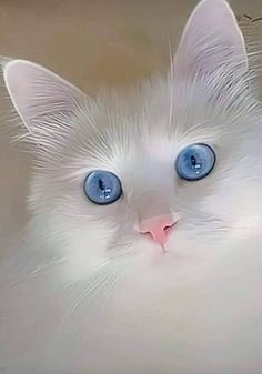 a white cat with blue eyes looking at the camera