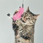 a cat holding a pink object in its mouth