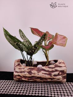 a potted plant sitting on top of a table