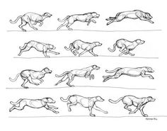 an image of running cheetah in different positions on white paper with black ink