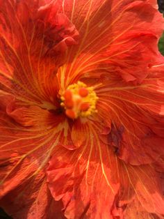 a red flower with yellow stamens in the center