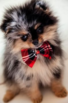 a small dog with a red bow tie on it's neck and the words important guides to read before getting a dog