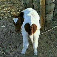 a brown and white cow standing next to a fenced in area with dry grass