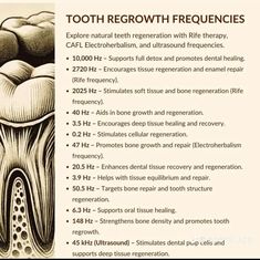 Tooth Health, Teeth Tips, Body Facts, Medical Herbs, Homeopathy Medicine, Sound Frequencies, Naturopathic Medicine, Feminine Health, Teeth Health