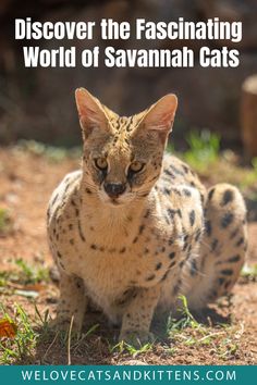 a cat sitting on the ground with text overlay that reads, discovering the fascinating world of savannah cats