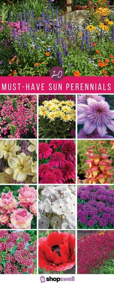 many different types of flowers with the words must have sun perennials on them in pink and