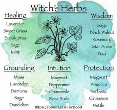 Pagan Temple, Herbal Witch, Witchcraft Herbs, Witchcraft Spells For Beginners, Witch Herbs, Spells For Beginners, Green Witchcraft, Witch Things, Witch Tips