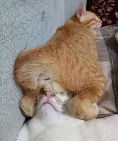 an orange and white cat laying on top of another cat with its head in the air