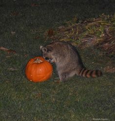 #ByramTownshipNJ #SussexCountyNJ #Racoon  #backyardwildlife #raccoons #animals #trashpanda #raccoonsofinstagram #cute#wildlife #raccoonlover#raccoonlife #raccoonlove #raccooncafe #nature #Pumpkin #trickortreat #racoonphotogrpahy#wildlifephotography #sweet #dinnertime #November2022 Fox And Raccoon, Cute Raccoon Aesthetic, Aesthetic Raccoon, Raccoon Images, Halloween Raccoon Pfp, Rat And Raccoon, Raccoon Desktop Wallpaper, Halloween Raccoon, Fat Raccoon