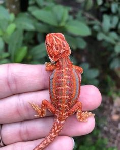 a small orange lizard sitting on top of someone's hand in front of some plants