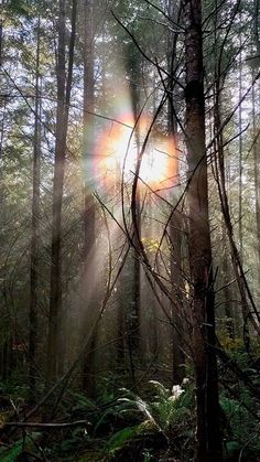 the sun is shining through the trees in the woods