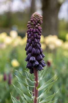 purple flowers are blooming in the garden