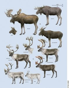 an illustration of different types of deer and moose species in their natural habitat, from the earliest to the present day