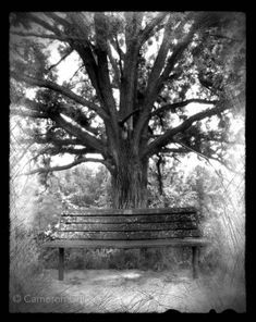 a black and white photo of a bench under a large tree in a park area