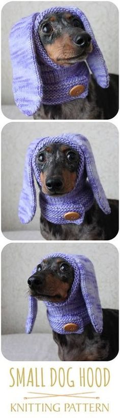 a small dog wearing a purple knitted hat and scarf with the words, small dog hood knitting pattern