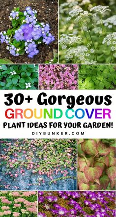 the cover image shows many different types of flowers and plants with text that reads, 30 + gorgeous ground cover plant ideas for your garden