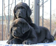 two large black dogs laying next to each other on top of a blue blanket in front of a fence