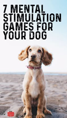 Dog Boredom, Brain Games For Dogs, Dog Enrichment, Mental Stimulation