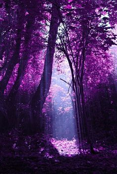 purple trees in the woods with sunlight streaming through them