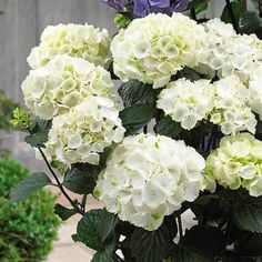 creamy white flower clusters of the onyx zebra hydrangea in full bloom with green bigleaf foliage Mophead Hydrangea, Hydrangea Tree, Hydrangea Shrub, Bigleaf Hydrangea, Smooth Hydrangea, Hydrangea Arborescens, Hydrangea Quercifolia, Panicle Hydrangea, Oakleaf Hydrangea