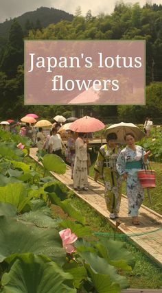 there are many people walking down the path with umbrellas in hand and flowers on the ground