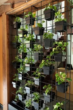 many plants are growing on the side of a metal rack in an office building,