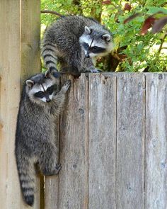 two raccoons are climbing up the side of a wooden fence and looking at each other