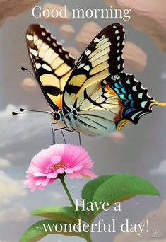 a butterfly flying over a pink flower with the words good morning have a wonderful day