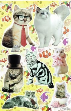 several cats wearing hats and glasses on a yellow background