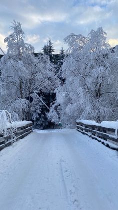 a snow covered road with trees on both sides