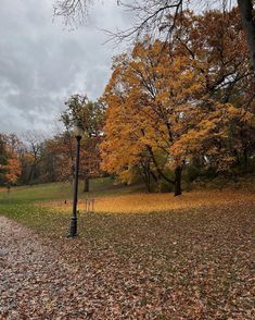 a street light sitting on the side of a road next to trees with yellow leaves