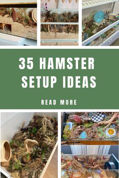 35 hamster setup ideas that are easy to make