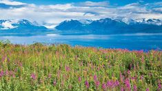 wildflowers are blooming in the foreground with mountains and water in the background