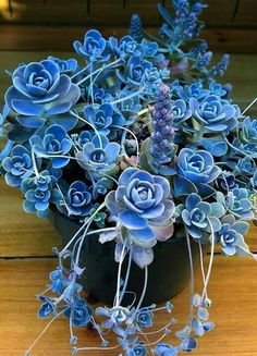 blue succulents in a black pot on a wooden table