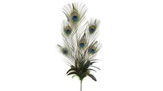 three peacock feathers are on top of a plant in front of a white background,