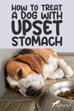 How to Treat a Dog with Upset Stomach Dog Nausea Remedies, Upset Tummy Remedies, Dog Vomit Remedies, Dog Stomach Ache Remedies, Dog Tummy Ache Remedy, Homemade Dog Food For Sensitive Stomachs, Pumpkin For Dogs Upset Stomach, Dog Medicine Chart