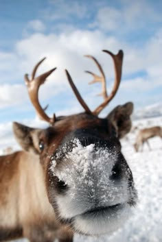 a close up of a reindeer's face with snow on its nose and antlers in the background