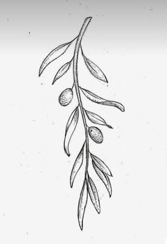 an olive branch with two olives hanging from it's leaves, drawn in black ink on white paper