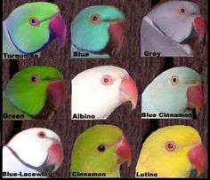 there are many different colored birds that can be found in the bird species and colors