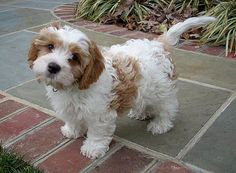 a small brown and white dog standing on top of a brick walkway