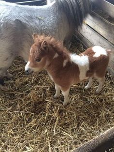 two miniature horses standing next to each other in hay